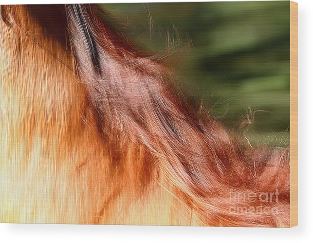 Nature Wood Print featuring the photograph Blazing Fast by Michelle Twohig