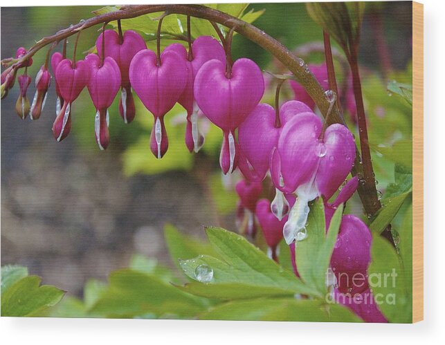 Bleeding Heart Wood Print featuring the photograph Bleeding Heart by Amazing Jules