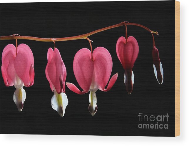 Bleeding Wood Print featuring the photograph Bleeding Hearts by Cassie Marie Photography