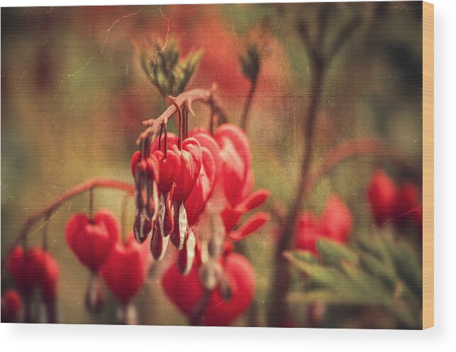 Love Wood Print featuring the photograph Bleeding Hearts by Spikey Mouse Photography