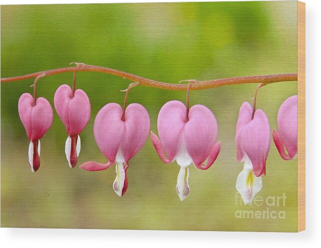 Maine Wood Print featuring the photograph Bleeding Hearts by Karin Pinkham