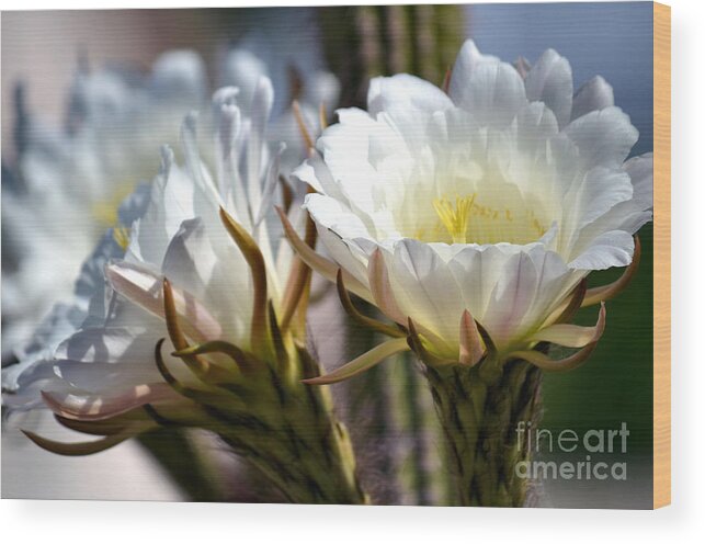 White Cactus Flower Wood Print featuring the photograph Blooming Cacti by Deb Halloran