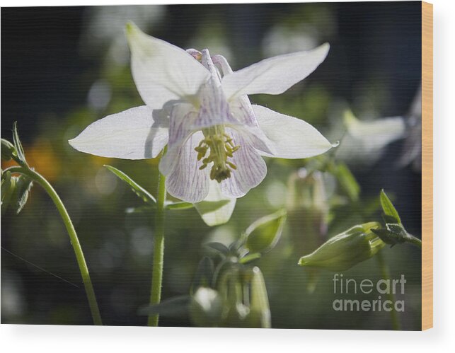 Columbine Wood Print featuring the photograph Blooming Columbine by Brad Marzolf Photography
