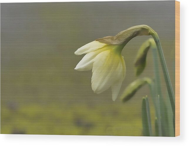 Daffodil Wall Art Wood Print featuring the photograph Blooming Daffodils by Ron Roberts