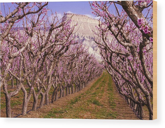 Grand Junction Wood Print featuring the photograph Blooming Peach Orchards in Palisades CO by Teri Virbickis