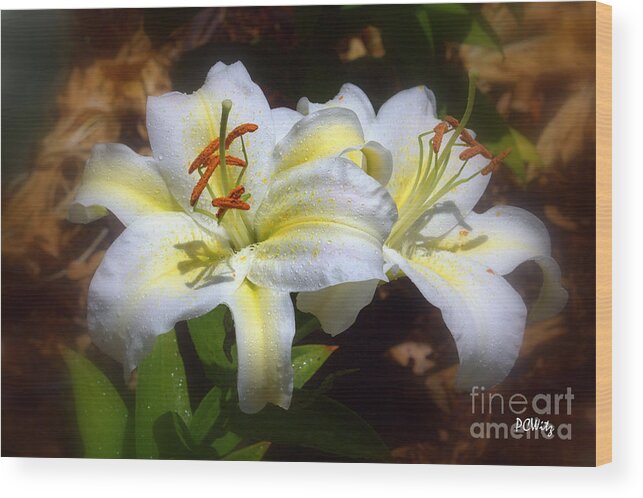 Bloom'n Lilies Wood Print featuring the photograph Bloom'n Lilies by Patrick Witz
