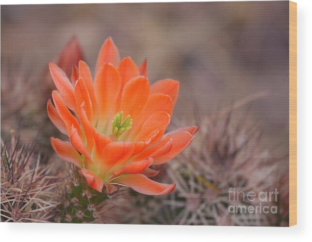 Cactus Wood Print featuring the photograph Blooms in orange by Ruth Jolly