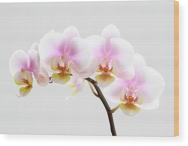 Orchid Wood Print featuring the photograph Blooms on White by Juergen Roth