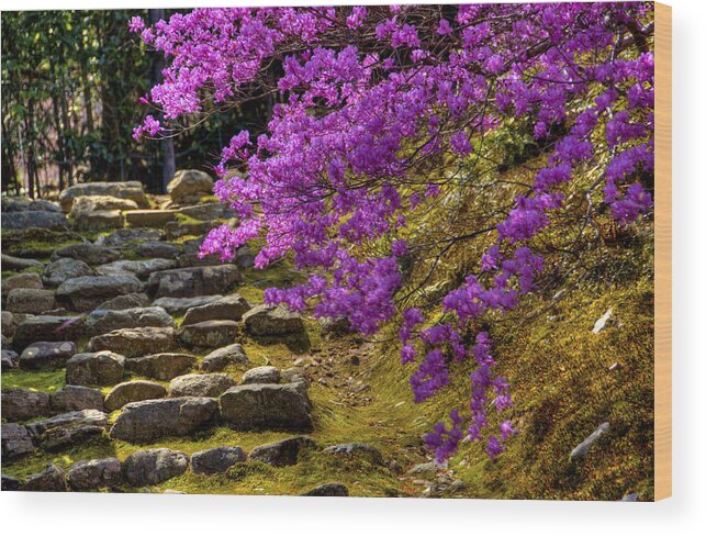 Asia Wood Print featuring the photograph Blossoms and stones by Matt Swinden