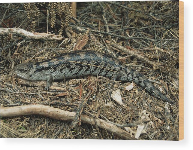 Tiliqua Nigrolutea Wood Print featuring the photograph Blotched Blue-tongued Skink by Lesley G Pardoe/science Photo Library