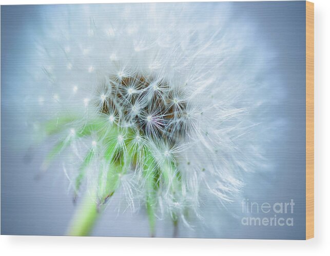 Blossom Wood Print featuring the photograph Blowball - blue by Hannes Cmarits