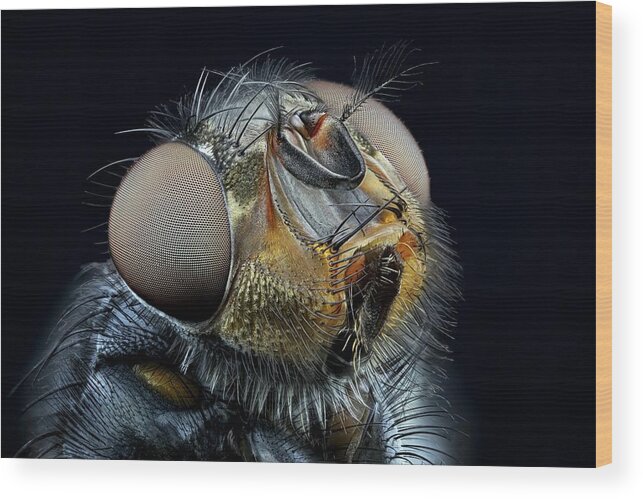 Macro Wood Print featuring the photograph Blowfly Head by Frank Fox
