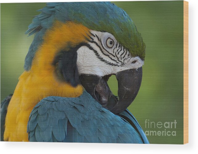 Blue & Yellow Macaw Wood Print featuring the photograph Blue and Yellow Macaw Parrot by Meg Rousher