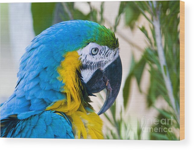 Blue And Yellow Macaw Wood Print featuring the photograph Blue And Yellow Macaw by William H. Mullins