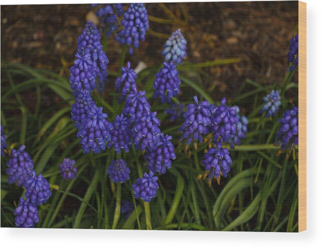 Bluebell Wood Print featuring the photograph Blue Bells by Tikvah's Hope