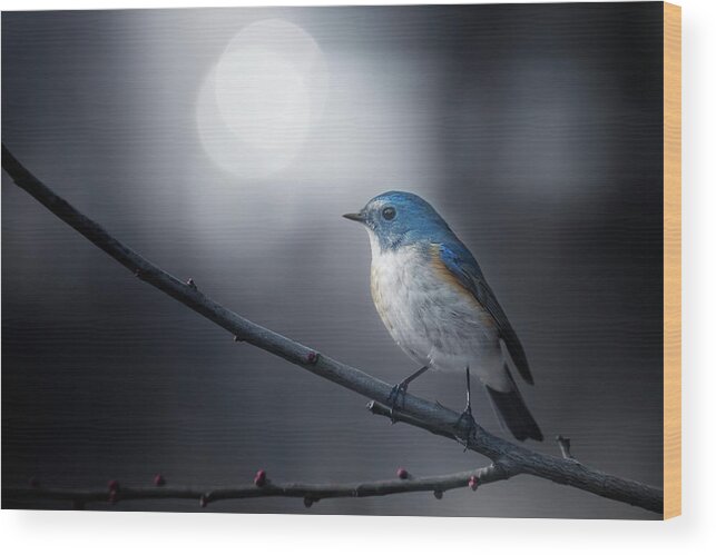 Bird Wood Print featuring the photograph Blue Bird by Takashi Suzuki