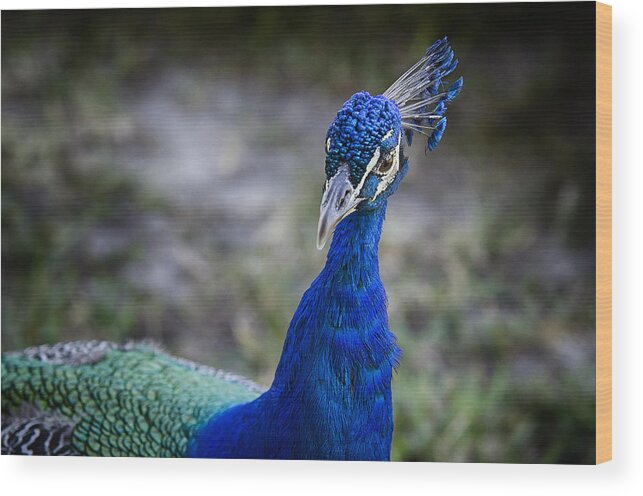 Peacock Wood Print featuring the photograph Blue by Bret Hunter