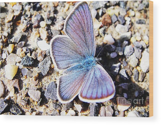 Butterfly Wood Print featuring the photograph Blue butterfly on gravel by Karin Ravasio