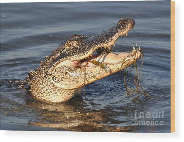 Alligator Wood Print featuring the photograph Blue Crab Tar-Tar by Kathy Baccari