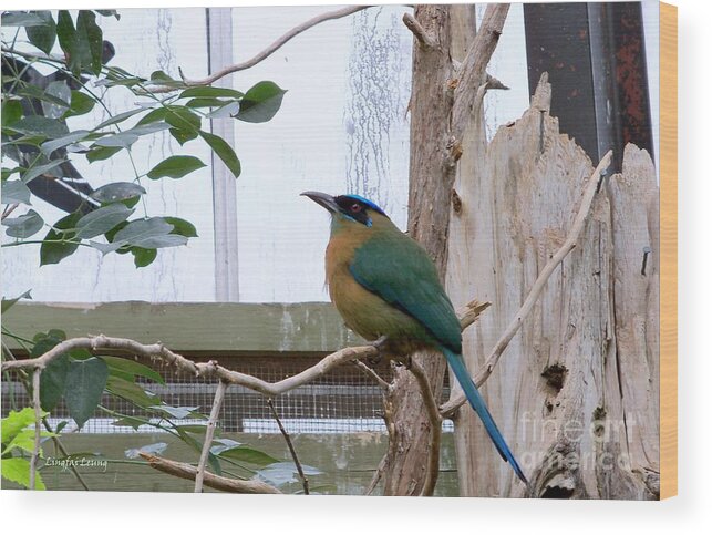 Wildlife Wood Print featuring the photograph Blue-crowned motmot by Lingfai Leung
