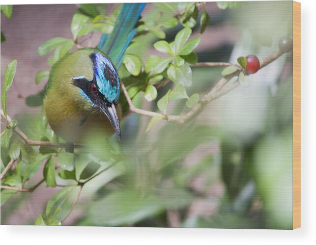 Blue-crowned Motmot Wood Print featuring the photograph Blue-Crowned Motmot by Rebecca Sherman