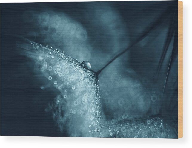 Macro Wood Print featuring the photograph Blue Dandelions by Ivelina Blagoeva