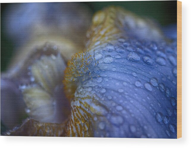 Bearded Iris Wood Print featuring the photograph Blue Danube by Jeff Folger