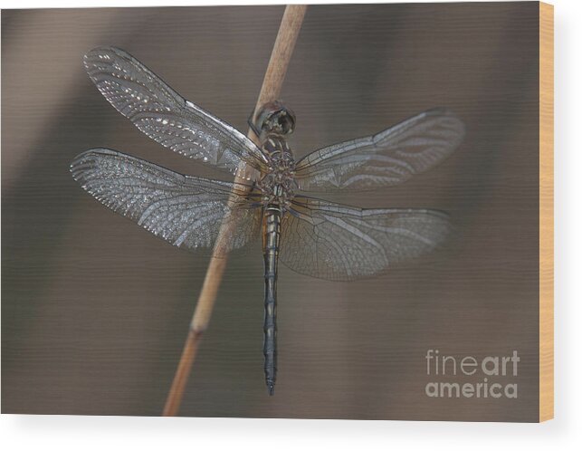 Clarence Holmes Wood Print featuring the photograph Blue Dasher Dragonfly by Clarence Holmes
