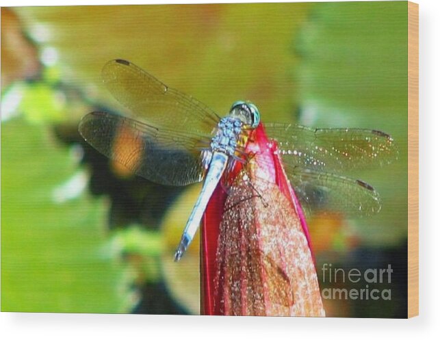 Dragonfly Wood Print featuring the photograph Blue Dragonfly Macro by Anita Lewis