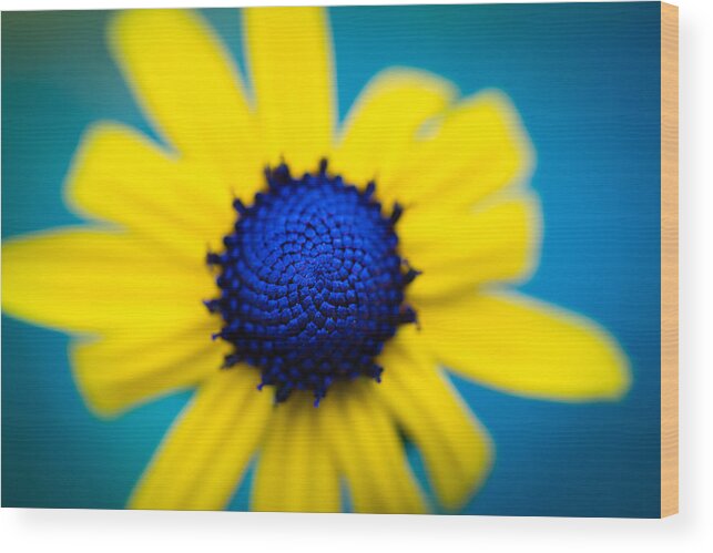 Brown Eyed Susan Wood Print featuring the photograph Blue Eyed Susan by Christy Cox