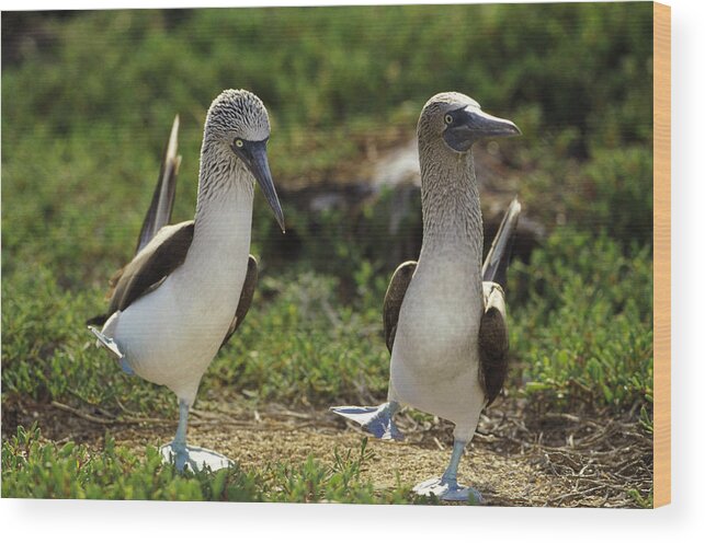 Mp Wood Print featuring the photograph Blue-footed Booby Pair In Courtship by Tui De Roy