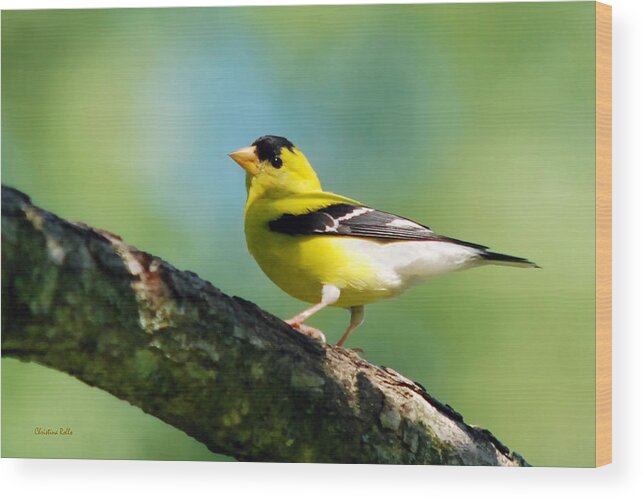 American Goldfinch Wood Print featuring the photograph Blue Heart Goldfinch by Christina Rollo