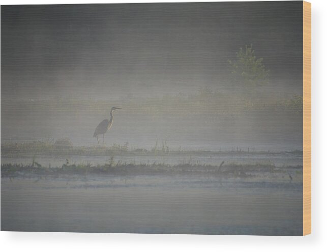 Bird Wood Print featuring the photograph Blue Heron at Dawn by Donna Doherty