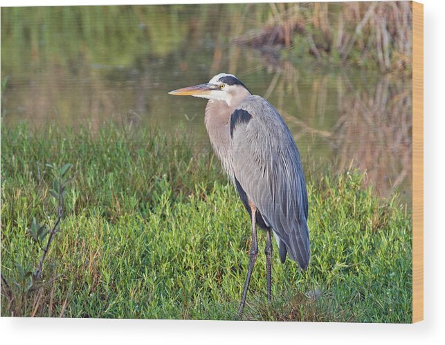 Heron Wood Print featuring the photograph Blue Heron by Charles Aitken