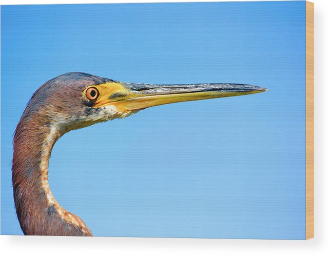 Blue Heron Wood Print featuring the photograph Blue Heron by Mark Andrew Thomas