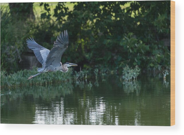 Blue Heron Wood Print featuring the photograph Blue Heron take-off by John Johnson