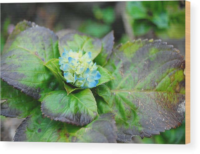 Flower Wood Print featuring the photograph Blue Hydrangea Buds by Amy Fose