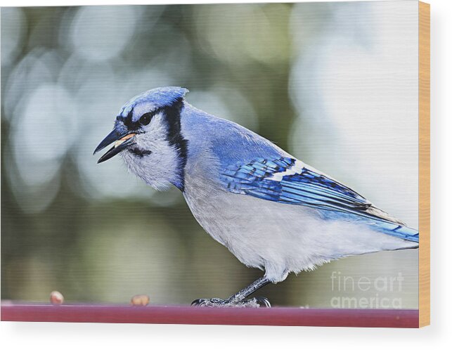 Bird Wood Print featuring the photograph Blue jay bird by Elena Elisseeva