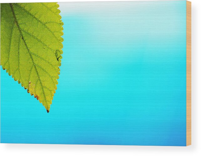 Green Leaf Wood Print featuring the photograph Blue Lagoon by Prakash Ghai