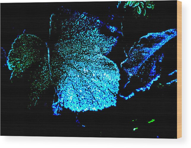 Blue Green Black Leaf Winter Wood Print featuring the digital art Blue Leaf by Randi Grace Nilsberg