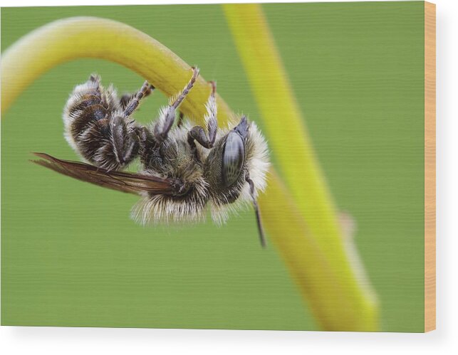 Apidae Wood Print featuring the photograph Blue Mason Bee by Heath Mcdonald