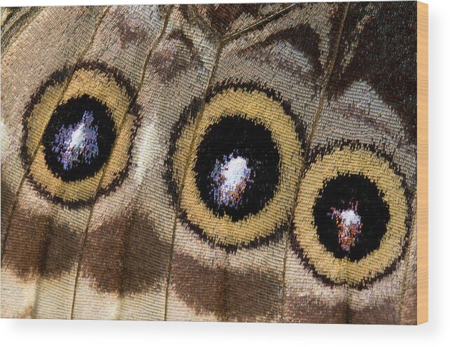 Insect Wood Print featuring the photograph Blue Morpho Butterfly Underwing Abstract by Nigel Downer
