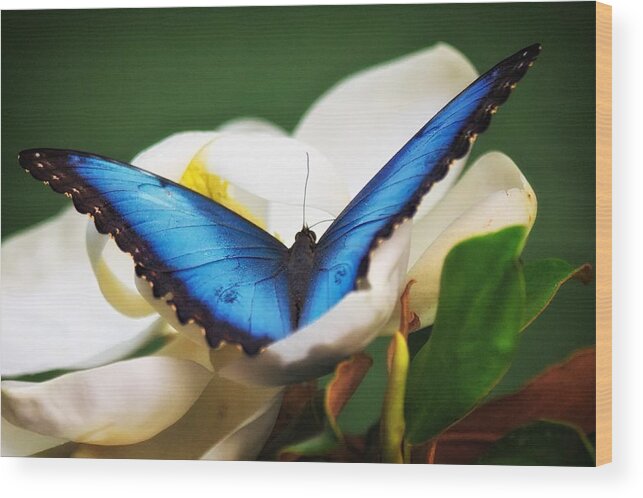 Butterfly Wood Print featuring the photograph Blue Morpho in Flower by Joseph Urbaszewski