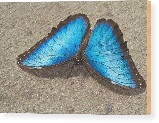 Blue Morpho Wood Print featuring the photograph Blue Morpho by John Hoey