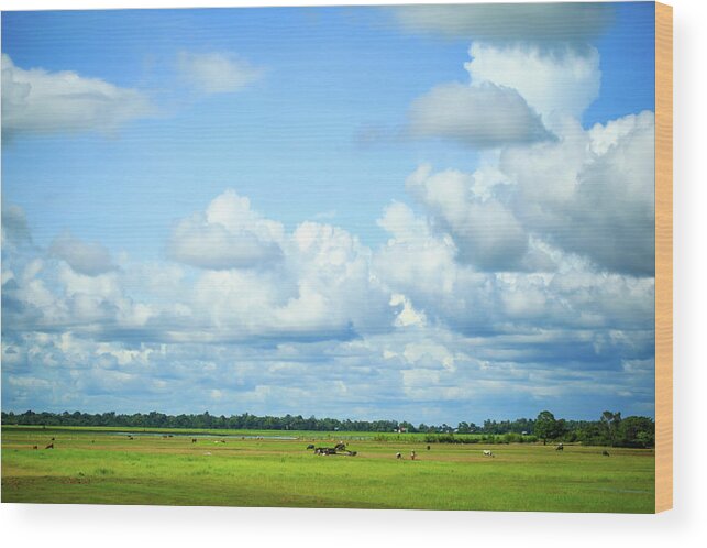Tranquility Wood Print featuring the photograph Blue Sky And White Clouds And Grassland by Greenlin