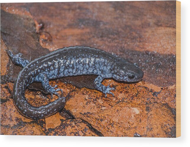 Ambystoma Laterale Wood Print featuring the photograph Blue Spotted Salamander by Jim Zablotny