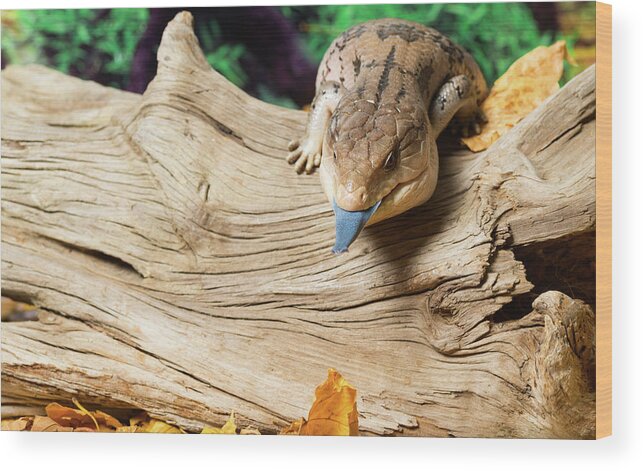 Photography Wood Print featuring the photograph Blue-tongued Skink In Forest by Panoramic Images