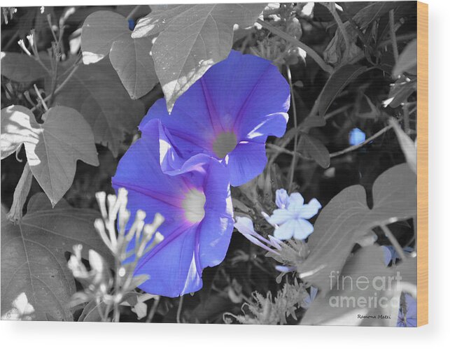 Morning Glory Wood Print featuring the photograph Blue Twins by Ramona Matei