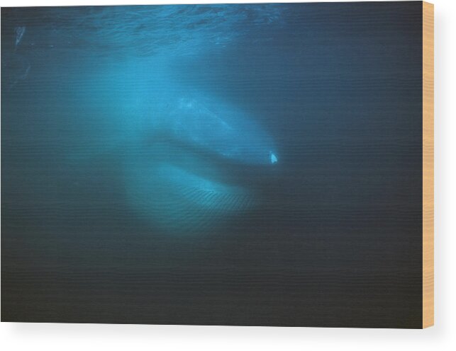 Feb0514 Wood Print featuring the photograph Blue Whale Filter Feeding Sea Of Cortez by Hiroya Minakuchi