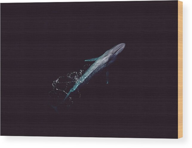 Feb0514 Wood Print featuring the photograph Blue Whale Sea Of Cortez Mexico by Flip Nicklin